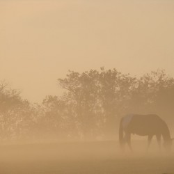 Misty Morning Grazing