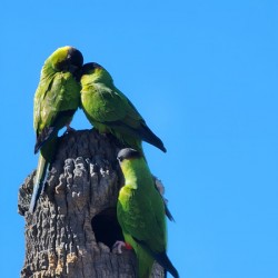 Nanday Parakeets