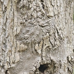 Faces Of The Smokies 3