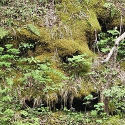 Faces Of The Smokies 5