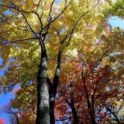 Golden Tree