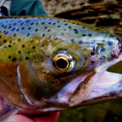 Steelhead Closeup