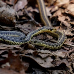 Garter Snakes