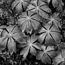 Mayapples