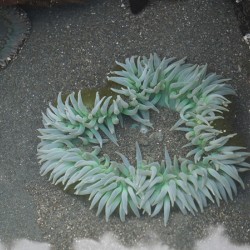 Sea Anemone
