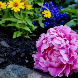 VT Peony 1