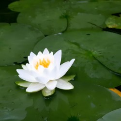 Water Lily 1