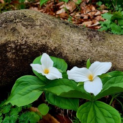 Trillium Duo