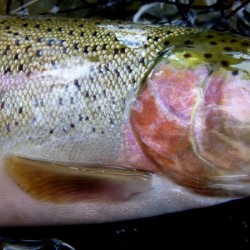 Trout Operculum