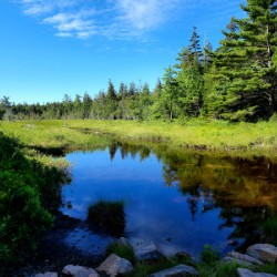 Acadia Wetland
