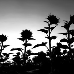 Sunflower Silhouette