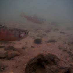 Shade Brook Trout Fave 1