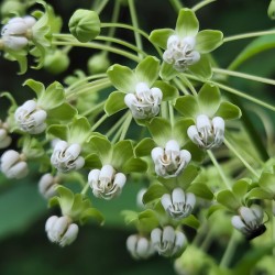 Poke Milkweed