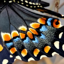 Black Swallowtail Closeup