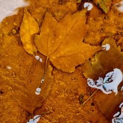 Red Maple Encased In Iron Oxide