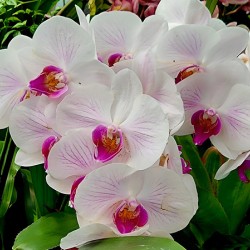 Orchid Cluster