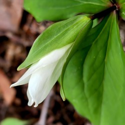 White Trillium Bud 1