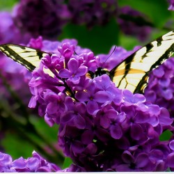 Swallowtail On Lilacs