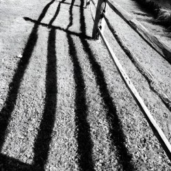 Split Rail Shadows