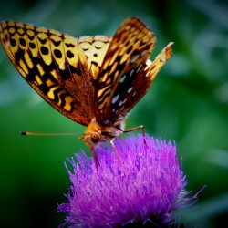 Butterfly On Thistle