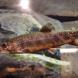Brook Trout