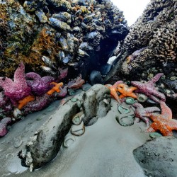 Tidal Pool 2