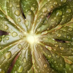 Raindrops on Mayapple