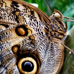 Owl Butterfly