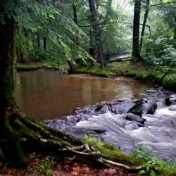 Hemlock Stream