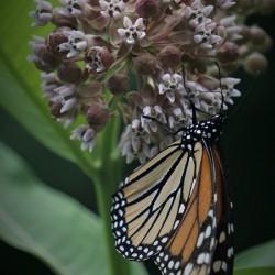 Monarch On Milkweed