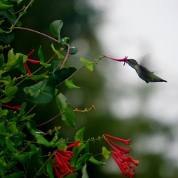 Nectaring Hummingbird