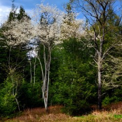 Gallitzin State Forest