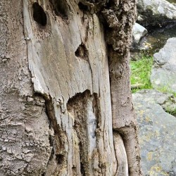 Faces Of The Smokies 4