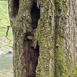 Faces Of The Smokies 2