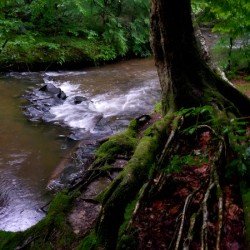 Minister Creek Riffle 1