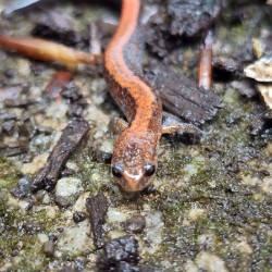 Redback Salamander