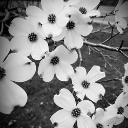 Flowering Dogwood