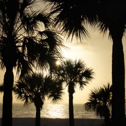 Palm Trees Silhouette