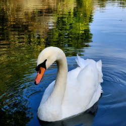 Swan 1