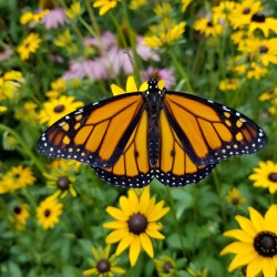 Monarch & Black Eyed Susan