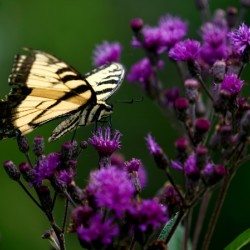 Swallowtail On Ironweed