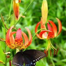 Black Swallowtail On Turks Cap