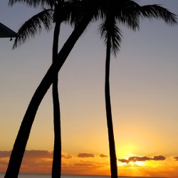 Florida Keys Sunrise & Palms 1