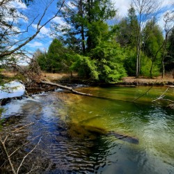 Spring At Clear Shade Creek