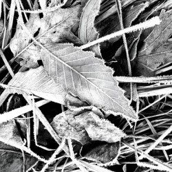 Frosty Oak Leaf