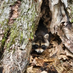 Racoon Kit