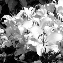 Lilies