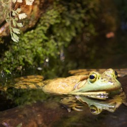 Bull Frog
