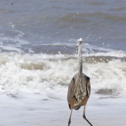 Sneaky Blue Heron