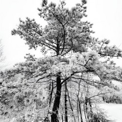 Snowy White Pine